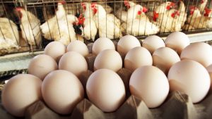 Are broiler eggs good for your health or not?