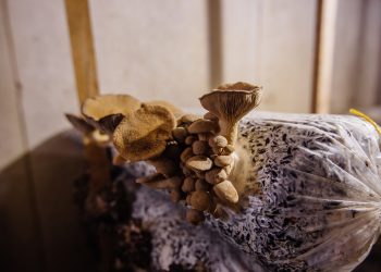 Turkey Tail Mushroom