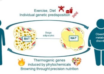 The Process of Thermogenesis in Weight Loss