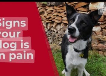 How to Tell If Your Dog Is in Pain: Signs and Symptoms?