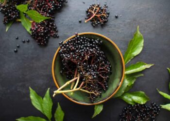 Black Elderberry as a Supplement