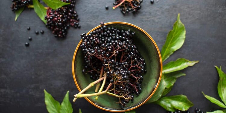 Black Elderberry as a Supplement