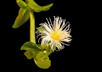 Everything You Need To Know About Kanna And Its Uses