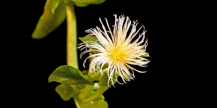 Everything You Need To Know About Kanna And Its Uses