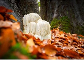 Exploring the Benefits of Lion’s Mane Capsules and Lion’s Mane Mushroom Supplements