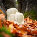 Exploring the Benefits of Lion’s Mane Capsules and Lion’s Mane Mushroom Supplements