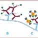 Unveiling Streptavidin – A Versatile Biomolecule with Diverse Applications