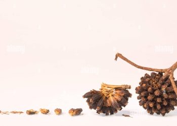 9 Facts About Mitragyna Speciosa Seeds and Their Effects