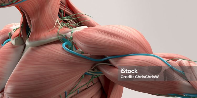 Human anatomy detail of shoulder. Muscle, bone structure, arteries. On plain studio background. Professional lighting.