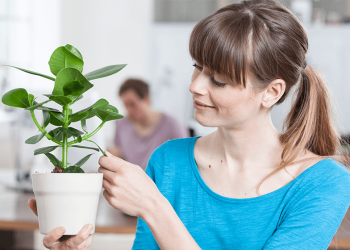 Plants for Office