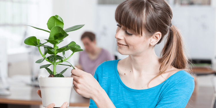 Plants for Office