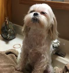 Canine Comfort Zone: Curating Quality Dog Supplies for a Happy Pet