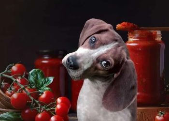 Can Dogs Have Tomatoes? Unveiling the Truth behind This Common Query