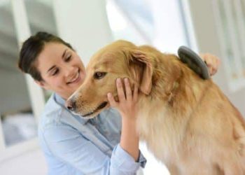 How To Care for a Dog