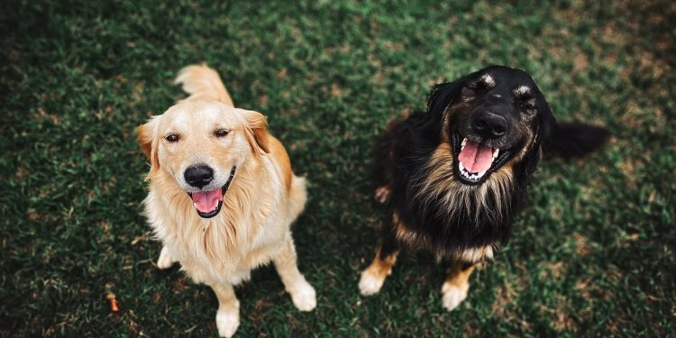 Misconceptions About Canine Nutrition