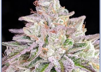 Regal Elegance: King Louis XIII Feminized Seeds