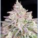 Regal Elegance: King Louis XIII Feminized Seeds