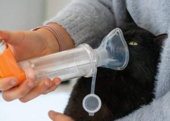 Cats with Asthma