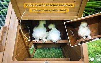 Cluck Condos:Designing and Building Your Ideal Chookpen