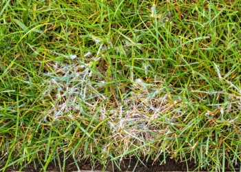 Bermuda Grass Diseases