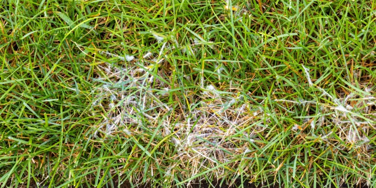 Bermuda Grass Diseases
