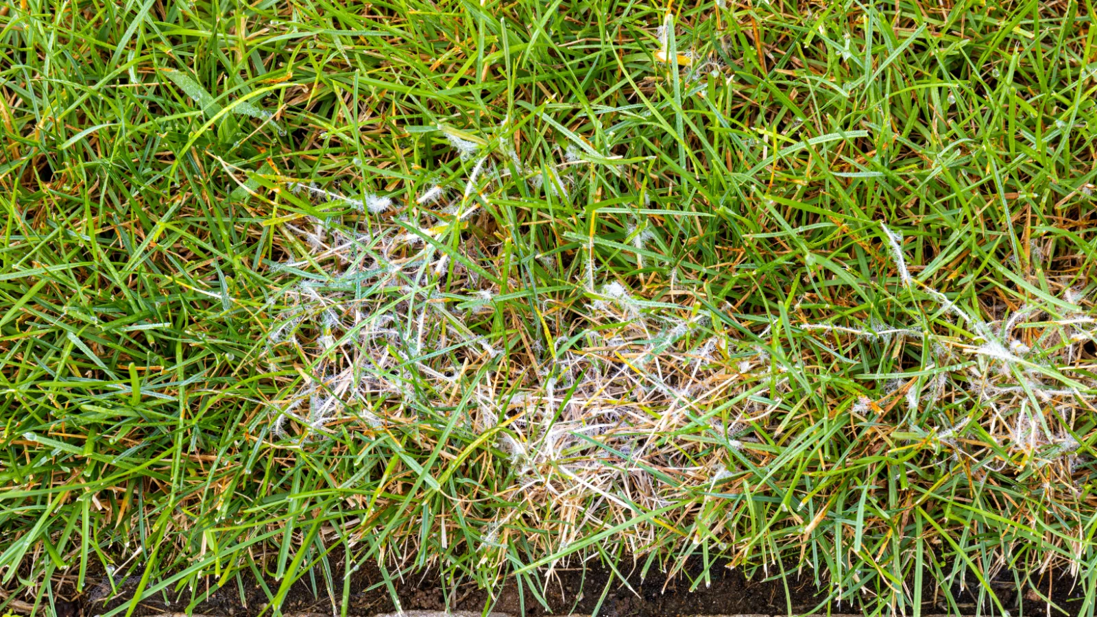 Expert Tips For Spotting And Treating Bermuda Grass Diseases Healthke 5636