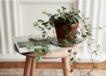 Long-distance moving and houseplants safety