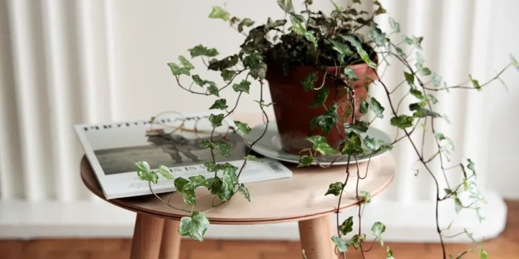 Long-distance moving and houseplants safety