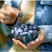 Benefits of Blueberries for men’s health