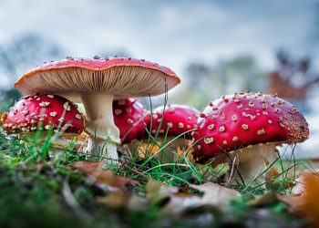 Timing the Trip: How Long Until Magic Mushrooms Take Effect?