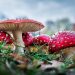 Timing the Trip: How Long Until Magic Mushrooms Take Effect?