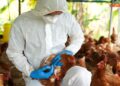 avian influenza