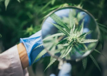 Best Cannabis Strains to Relief Your Anxiety!