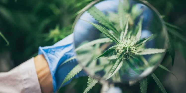 Best Cannabis Strains to Relief Your Anxiety!