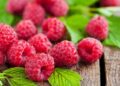 Sentences For Raspberry Nutrition