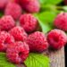 Sentences For Raspberry Nutrition