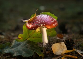 Amanita Muscaria for Stress and Anxiety Reduction