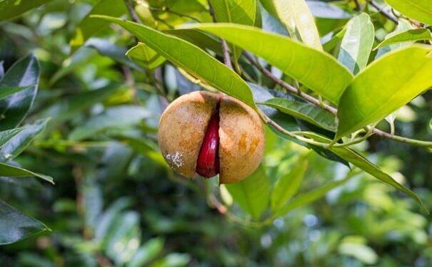 мушкатни орашчић