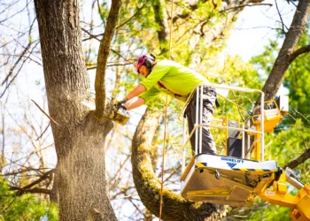 DIY Tree Care: What You Can Handle and What You Should Leave to the Pros