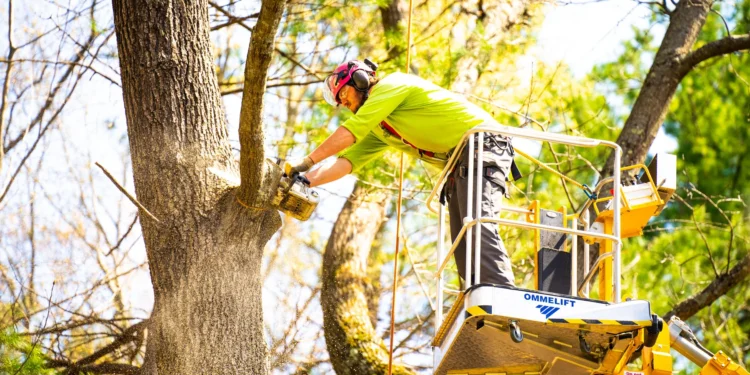 DIY Tree Care: What You Can Handle and What You Should Leave to the Pros