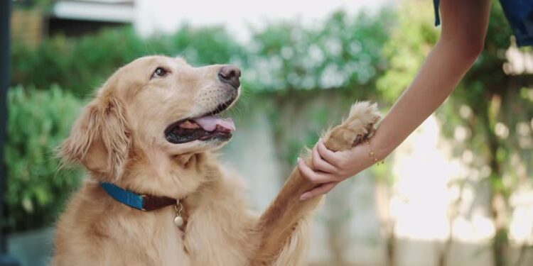 Customizing Dog Training