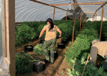 Oklahoma's Medical Marijuana