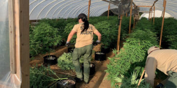 Oklahoma's Medical Marijuana