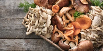 Why Organic Functional Mushrooms Are Gaining Attention in Natural Health