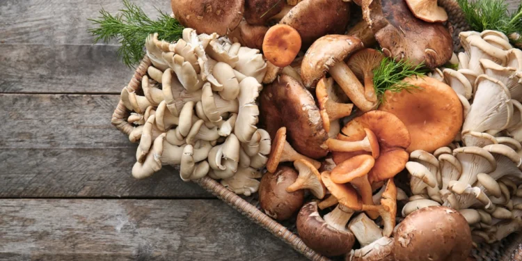 Why Organic Functional Mushrooms Are Gaining Attention in Natural Health
